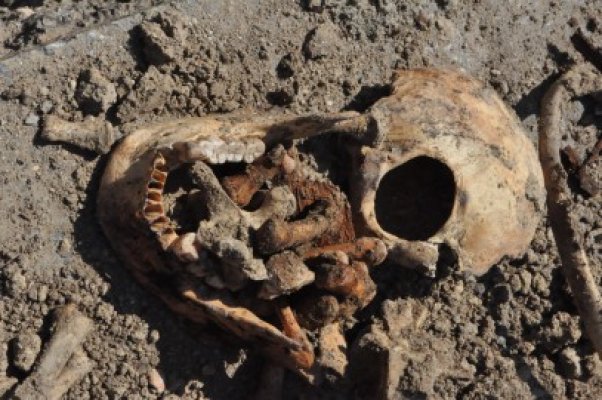 Descoperire macabră în pădure la Fântâniţa!